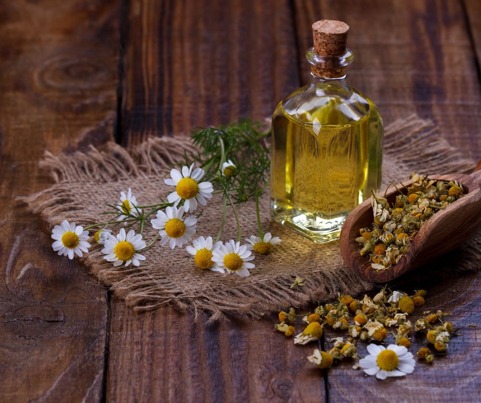 Chamomile infused oil