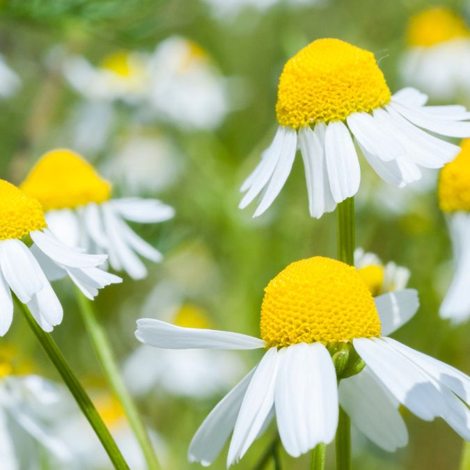 Chamomile flower