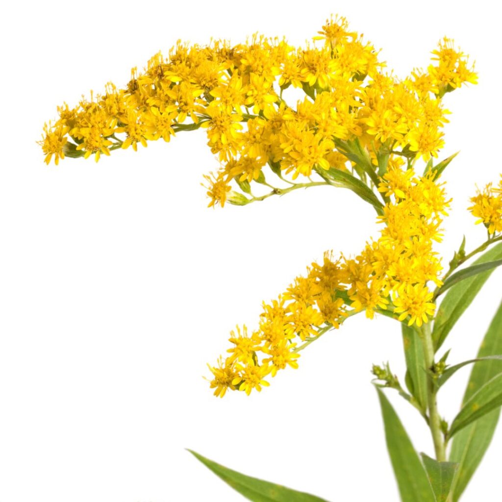 A goldenrod flower