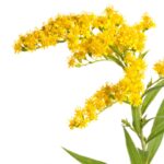 Discover the Golden Goodness of Goldenrod