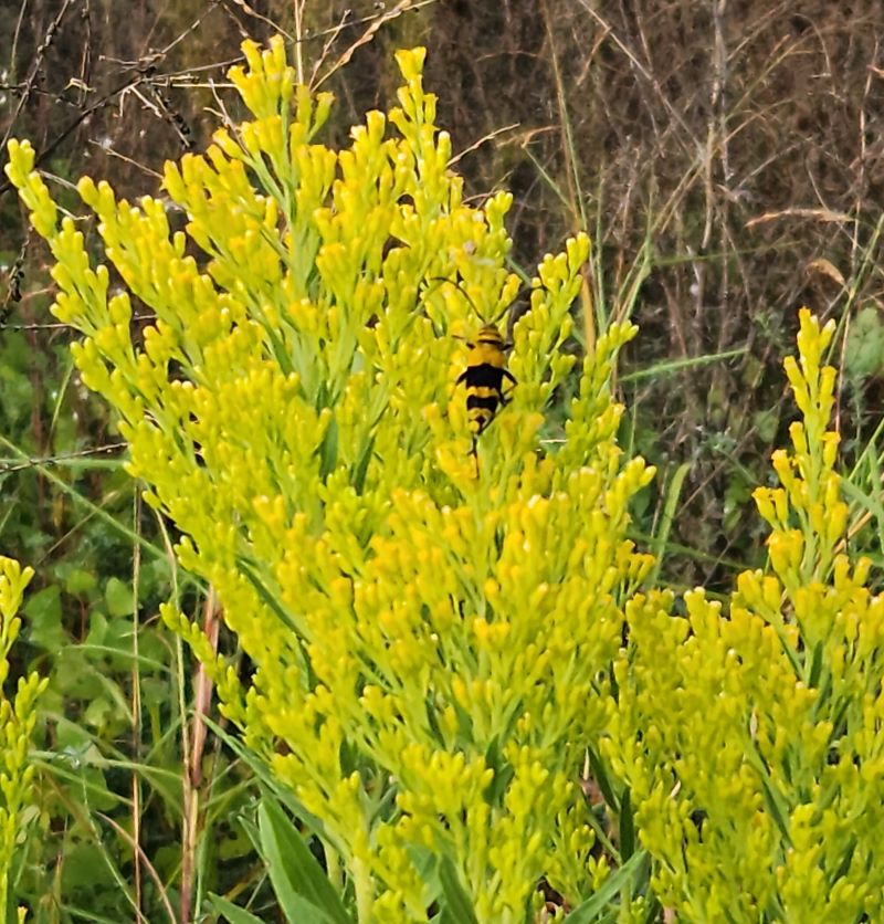 Goldenrod flower with a bee.