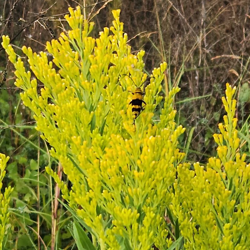 Goldenrod flower and bee