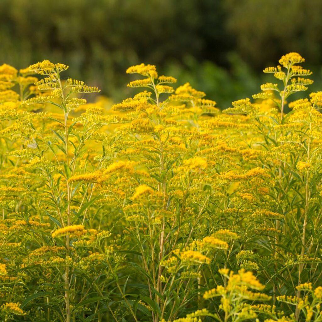 A field of goldenrod