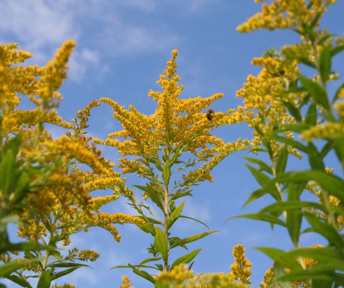Looking to the sky through goldenrod