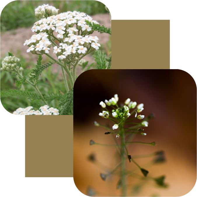 Yarrow & Shepherd's purse