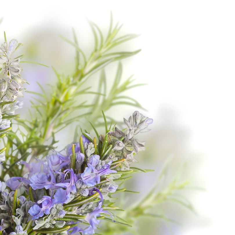 Rosemary, more than a kitchen herb.    Discover her secrets.