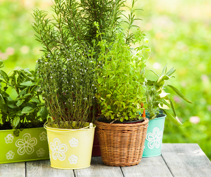 Various culinary herbs in pots