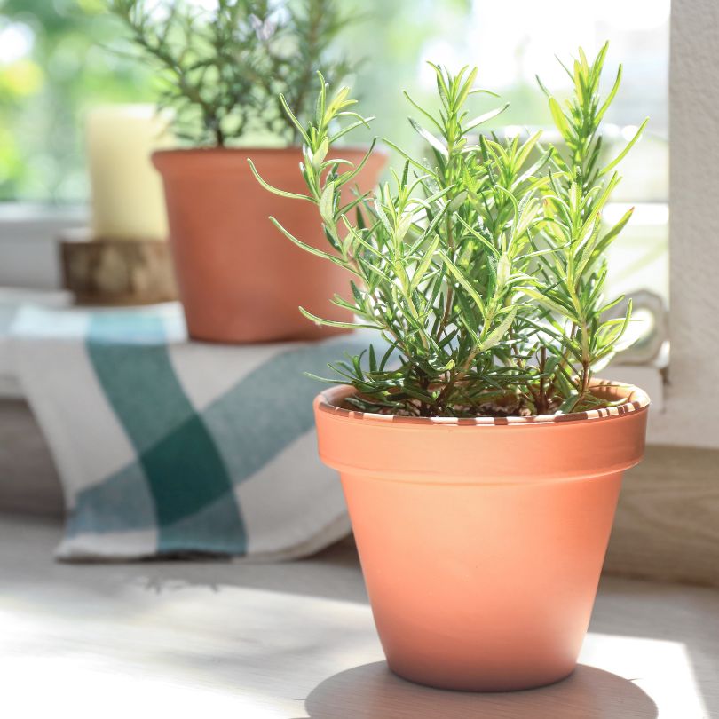 Rosemary in a pot on a windowsill