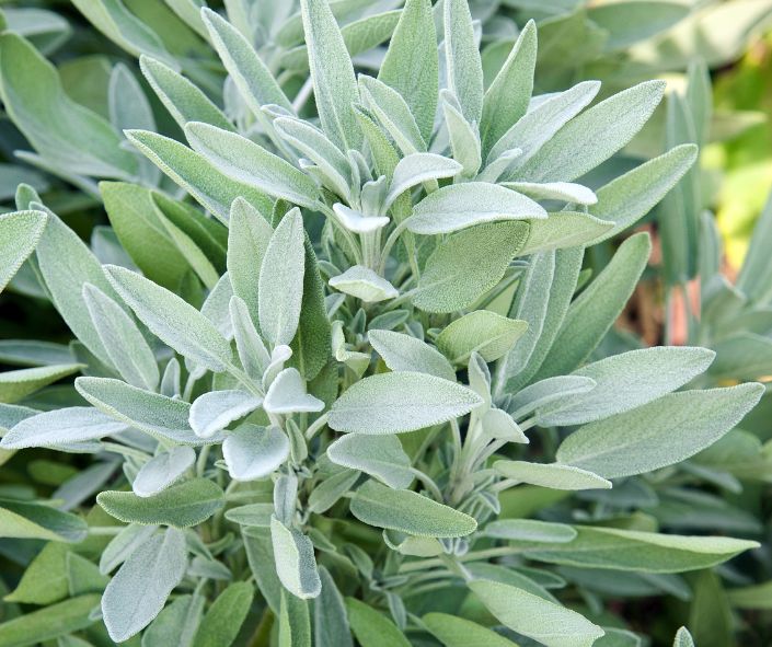 Salvia Officinalis, Learning the secrets of Common Sage