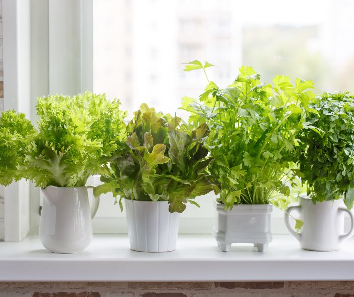 Potted culinary herbs