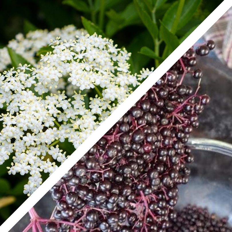 Elder flowers & berries