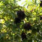 Are you familiar with amazing benefits of the legendary Elderberry Syrup