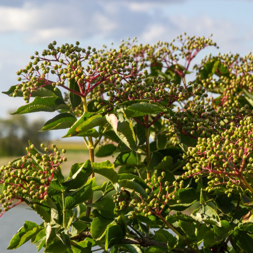 green elder berries