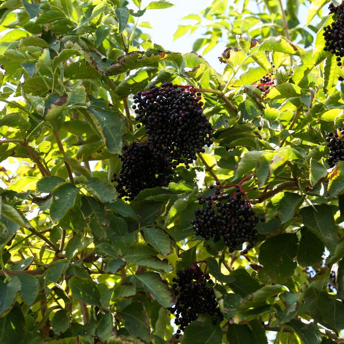 An Elder shrub