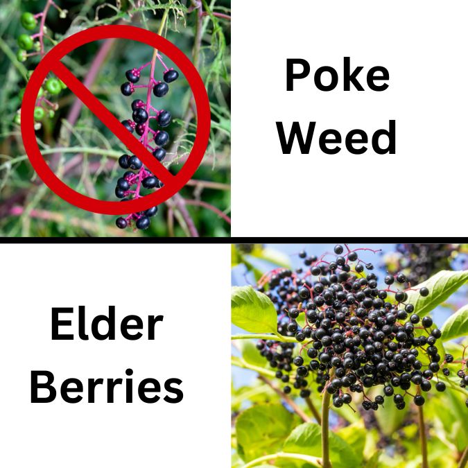 poke berries and elder berries