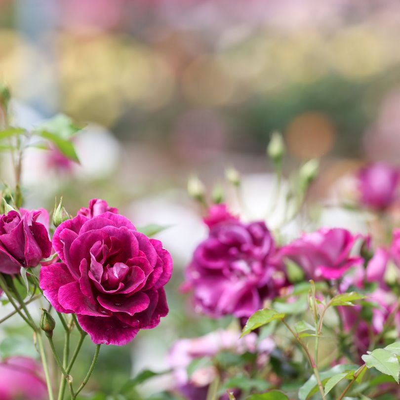 More than a pretty face:  Roses just might surprise you