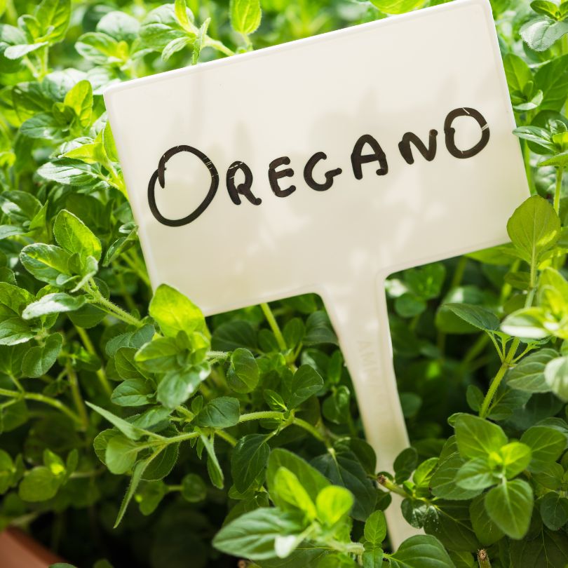 Oregano: Your New Secret Weapon for Well-being