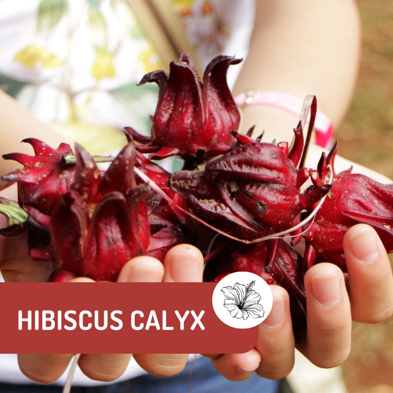 A person holding 2 hands full of calyces.