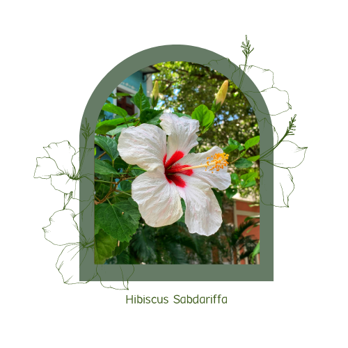 Hibiscus: a beautiful cooling powerhouse with hidden health benefits