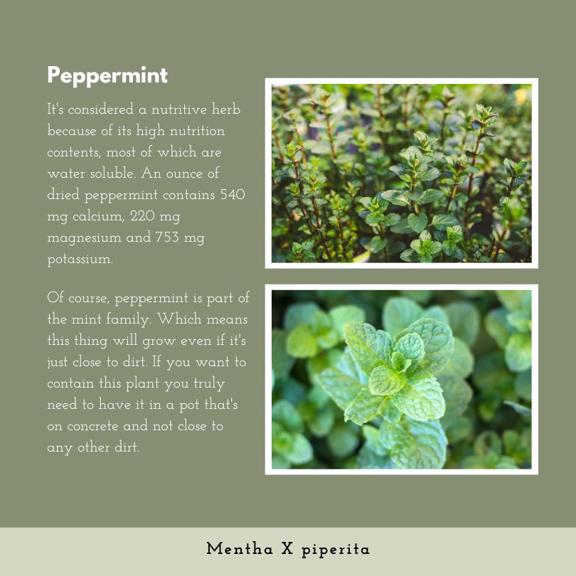 Peppermint pictures & information.