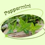 Peppermint: Nature’s Little Miracle For Digestion, Headaches, And More!