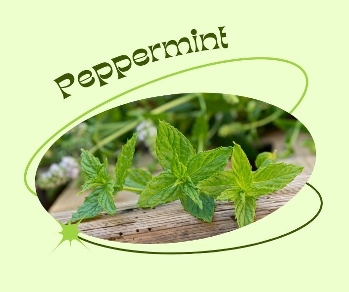 Peppermint: Nature’s Little Miracle For Digestion, Headaches, And More!