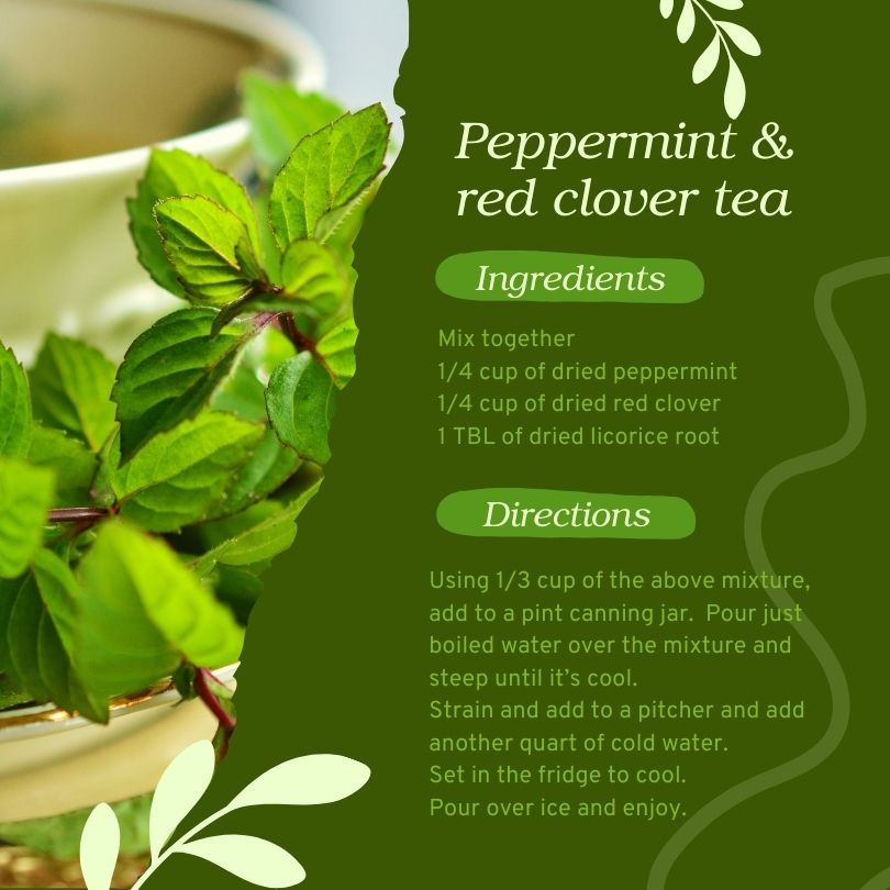 Peppermint & red clover tea recipe