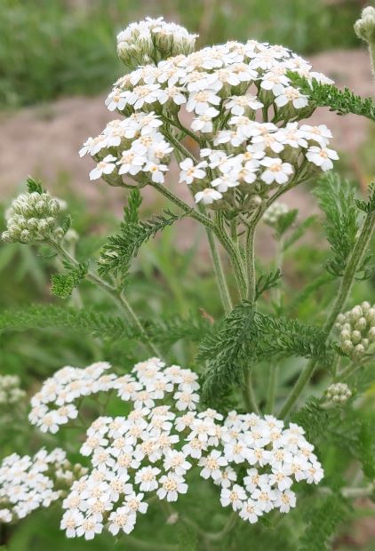 Yarrow flower