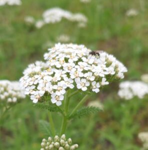 A Yarrow umbel with a fly on it.