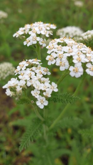 Yarrow plant