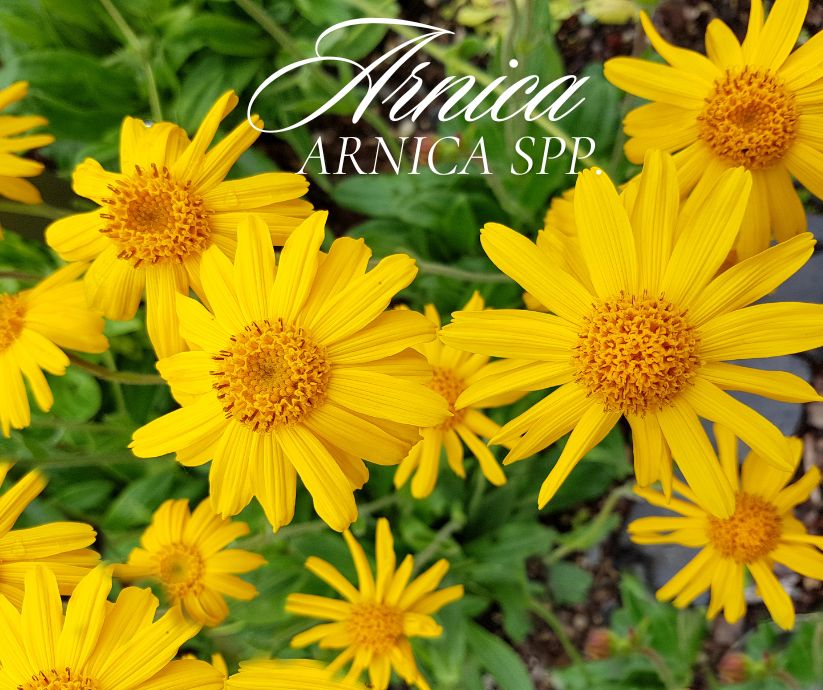 Yellow arnica flowers