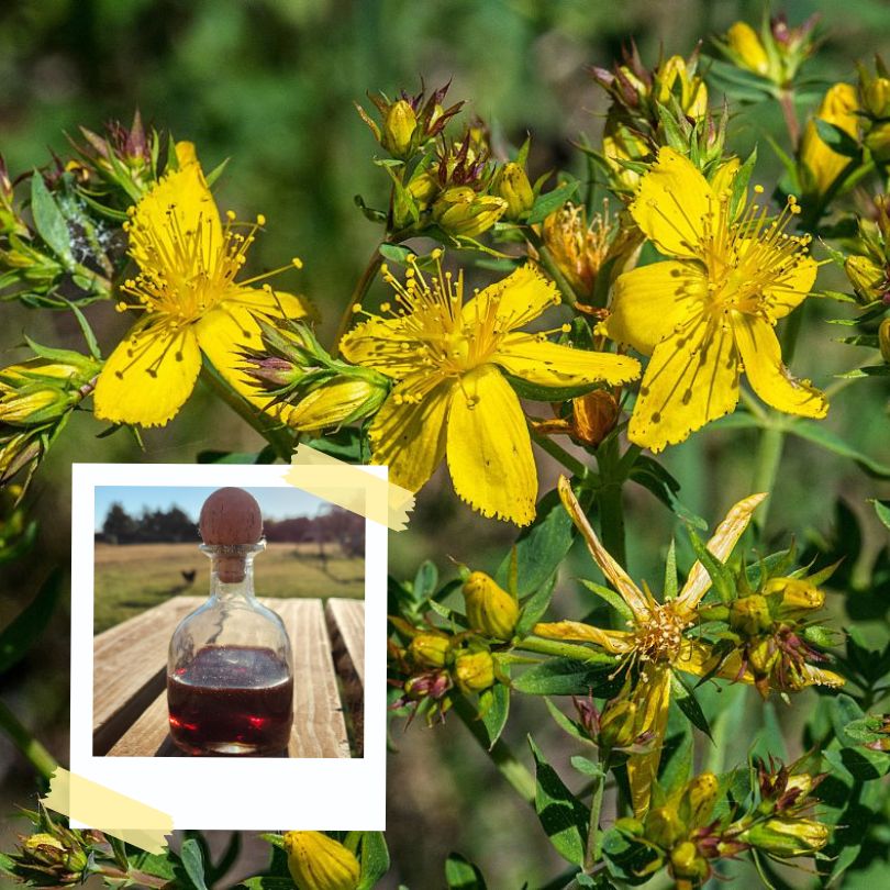 Yellow St. John's wort flowers