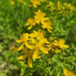 St. John’s Wort’s Secrets make for a Happier, Healthier You