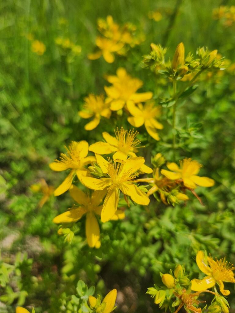 Close up of a St. John's Wort flower