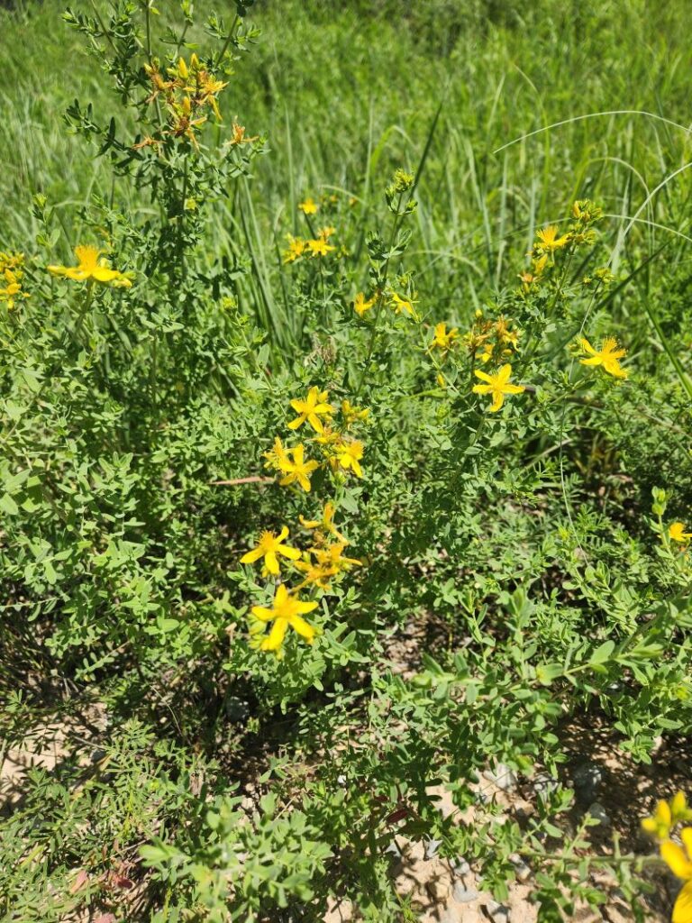 A wild St. John's Wort plant along side the road.