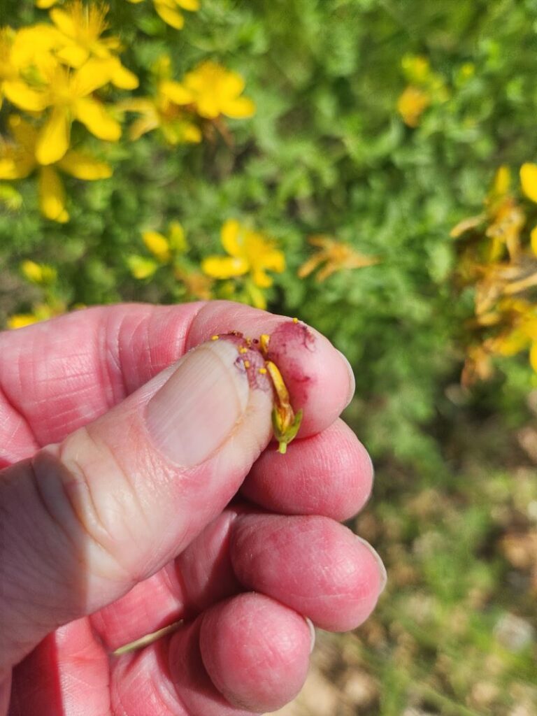 The red juice produced by a St. John's Wort flower bud.