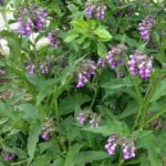 A comfrey plant