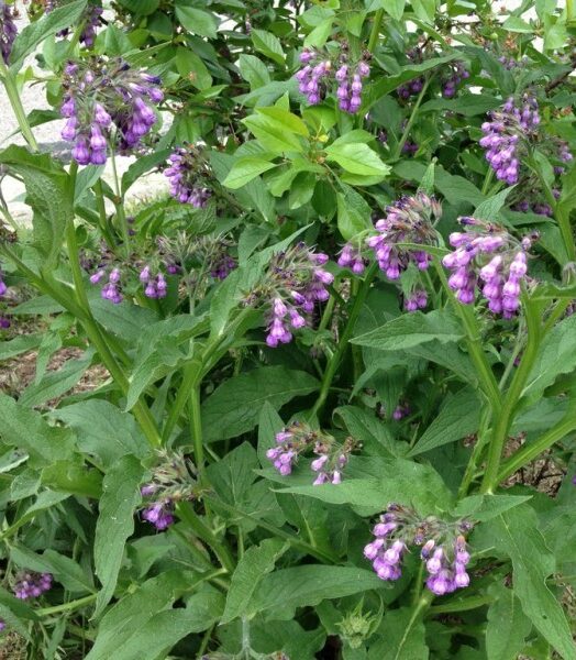 A comfrey plant