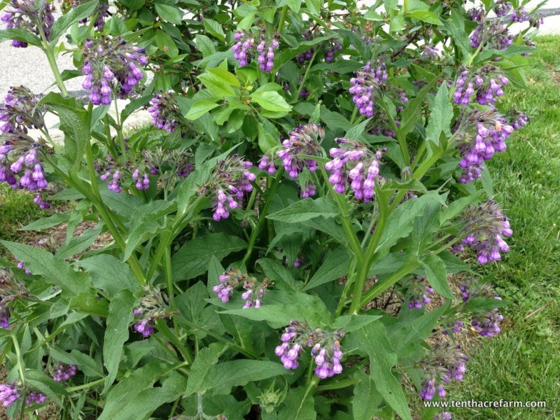 A beautiful comfrey plant