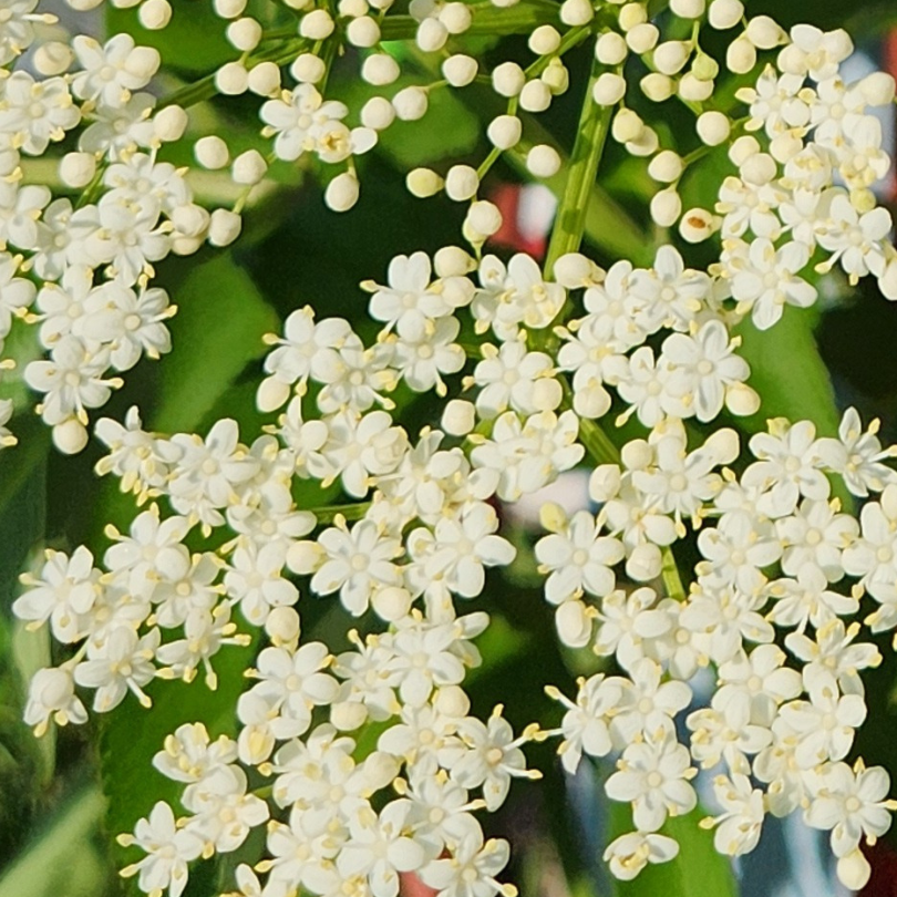 Elder flower