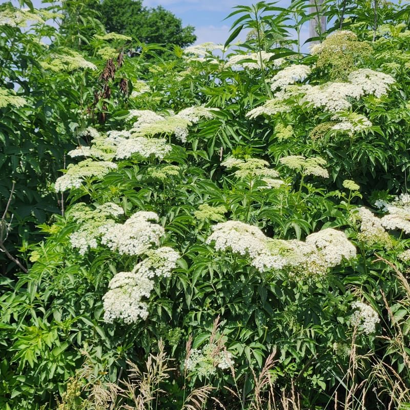 Elder shrub