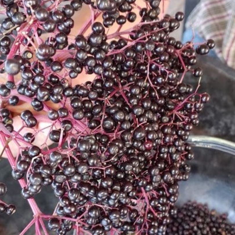 And umbel full of elder berries