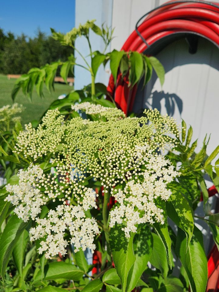 An elder shrub