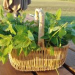 The Magic of Lemon Balm: History, Healing and Flavor