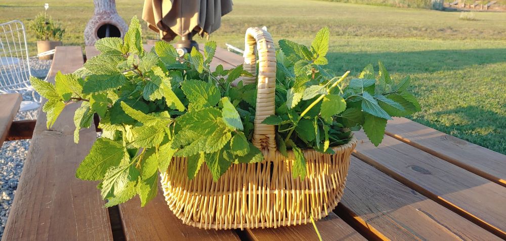 A basket of lemon balm