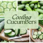 5 great reasons to stay hydrated with cooling cucumbers