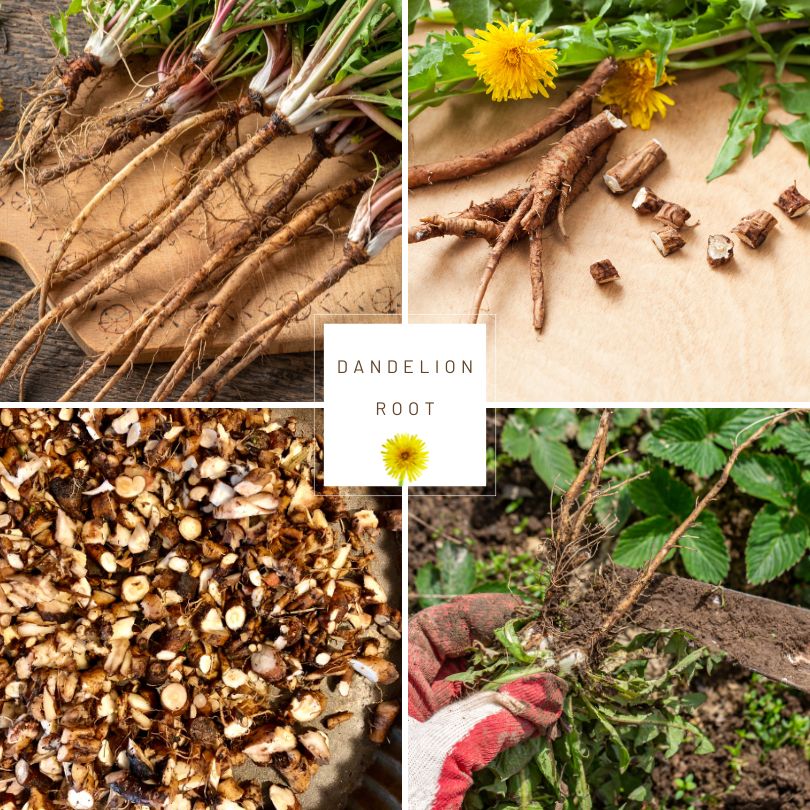 Dandelion root