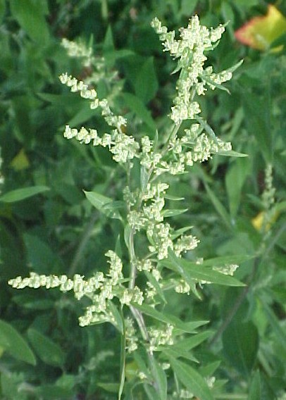 Lams quarter flowers