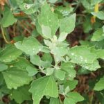 Lambs quarter plant