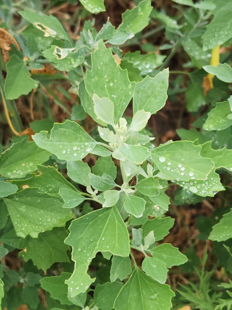 Lambs quarter plant